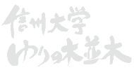 信州大学ゆりの木並木
