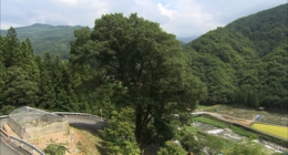 西の樫の木