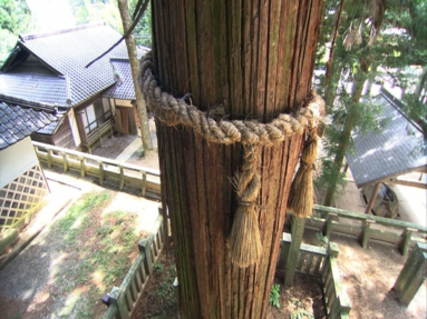 静止画　大食神社御蔭杉　1.jpg
