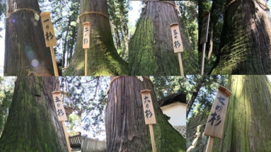 静止画　七椙神社2.jpg
